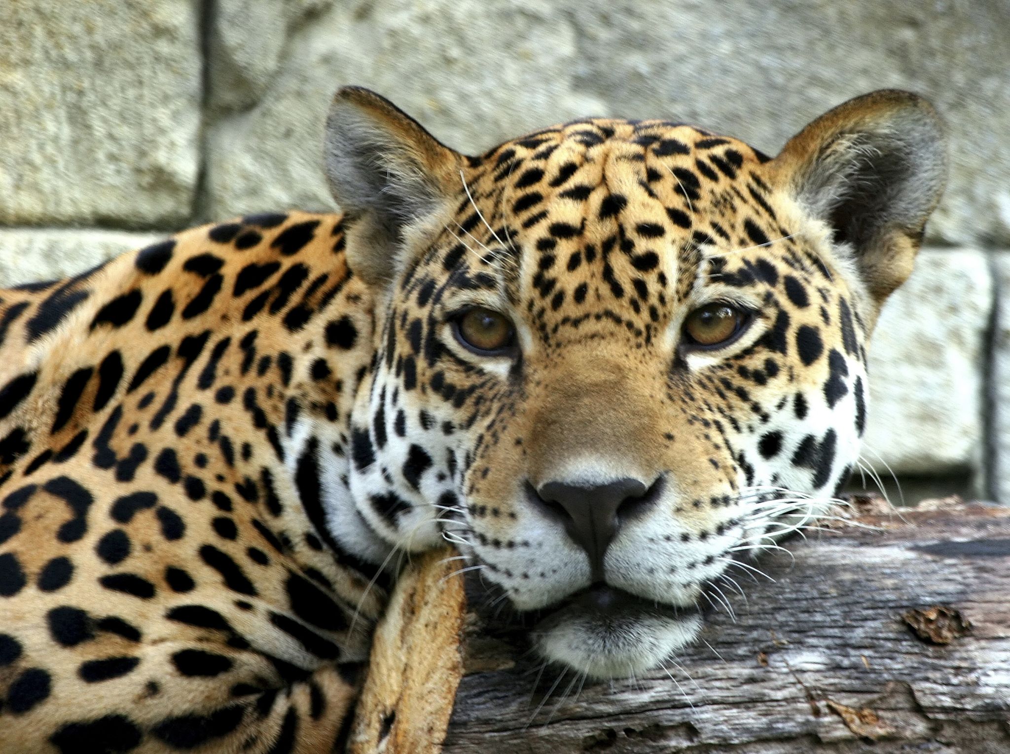 un jaguar