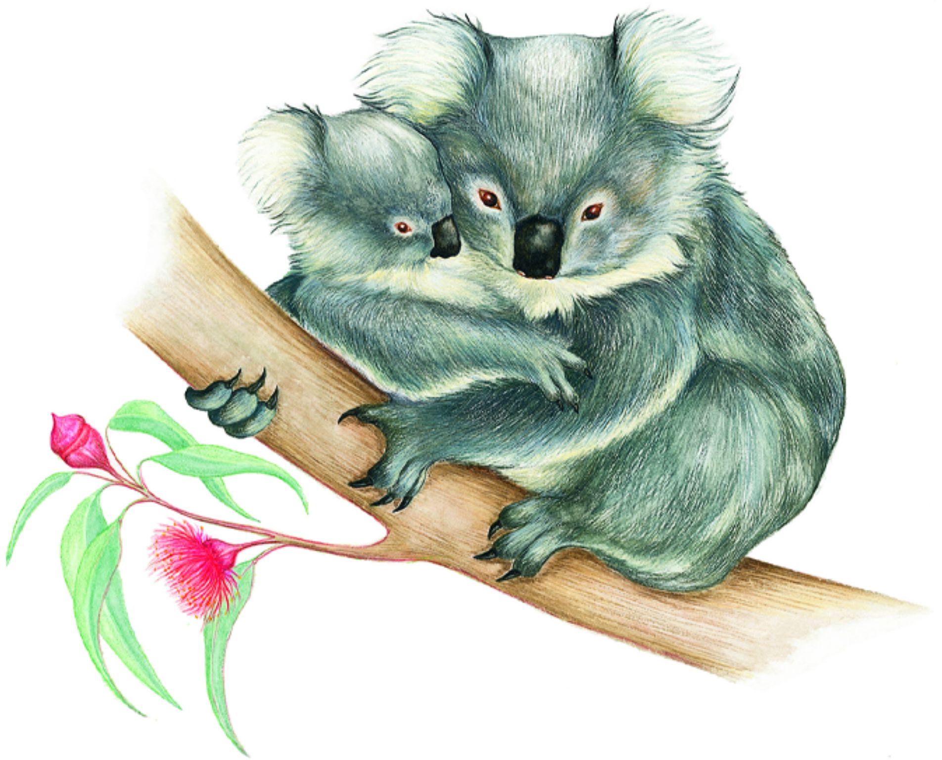 des koalas sur une branche d’eucalyptus