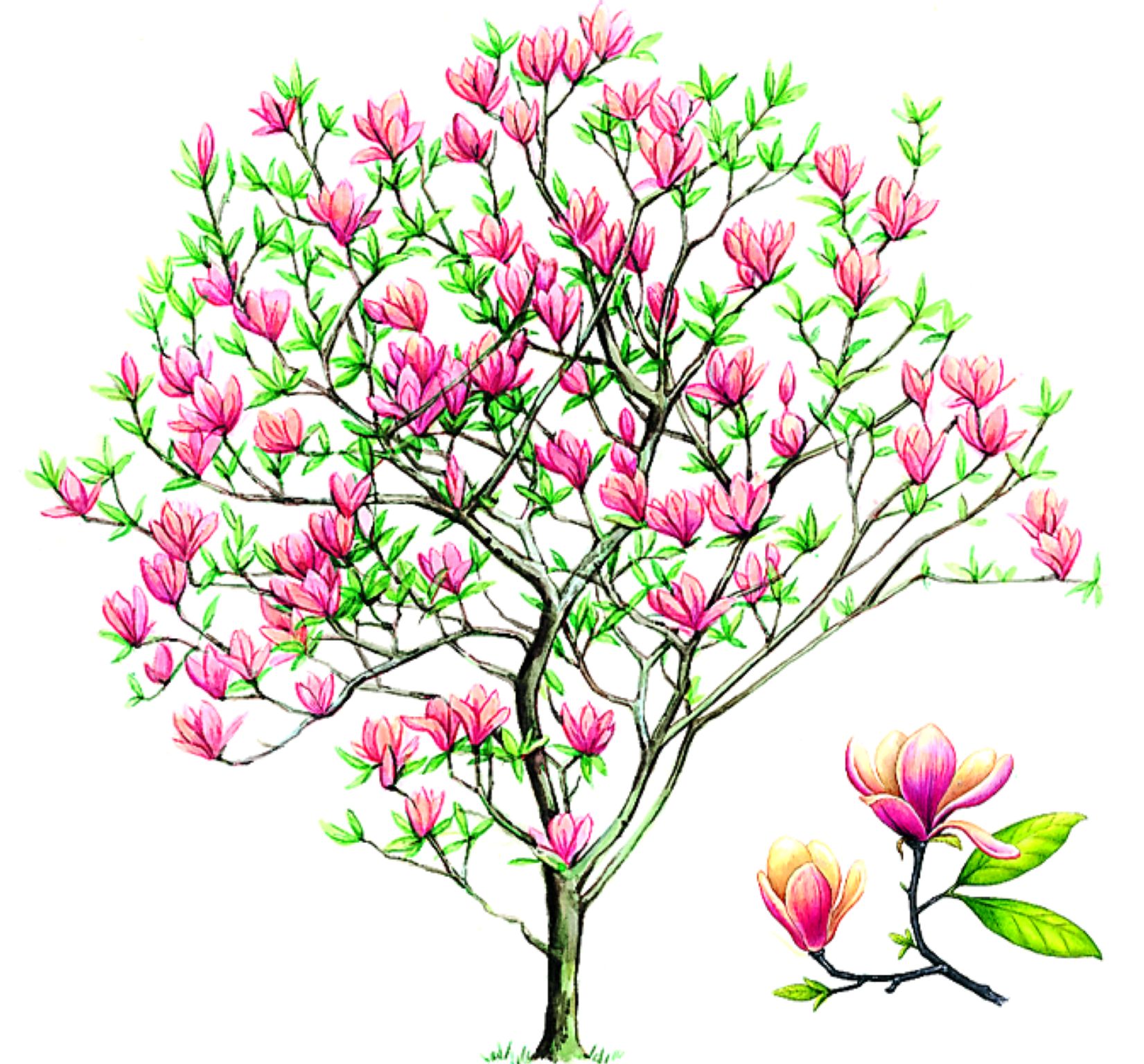 un magnolia