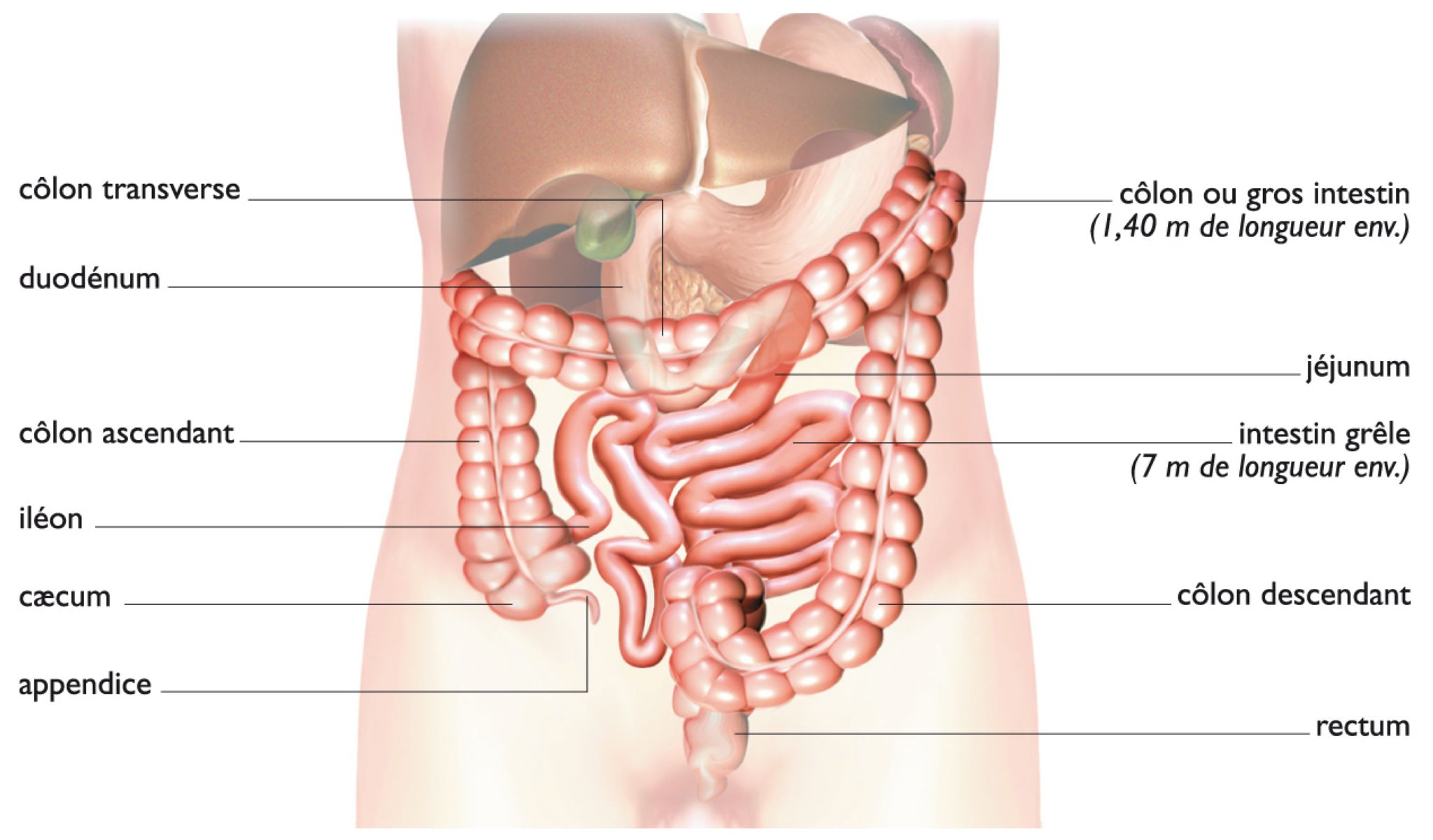 anatomie de l’intestin