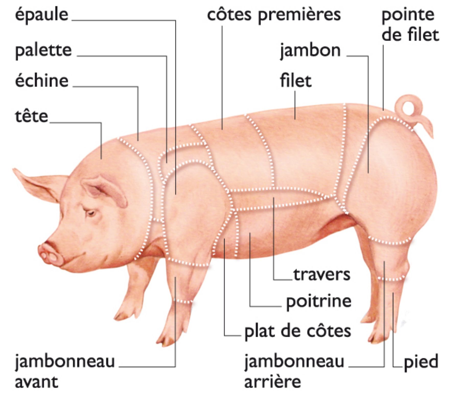 le porc : les morceaux de boucherie