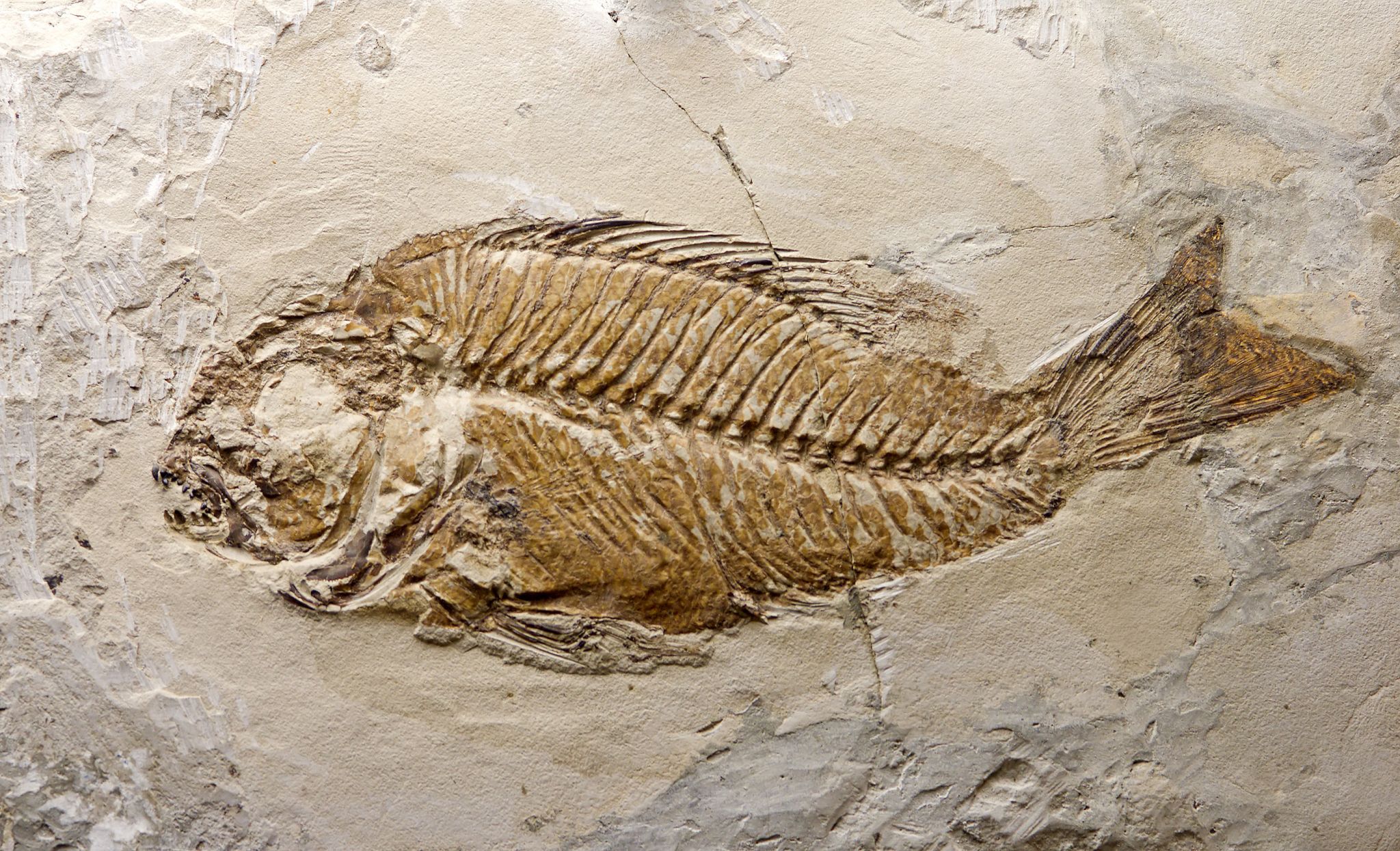 un fossile de poisson