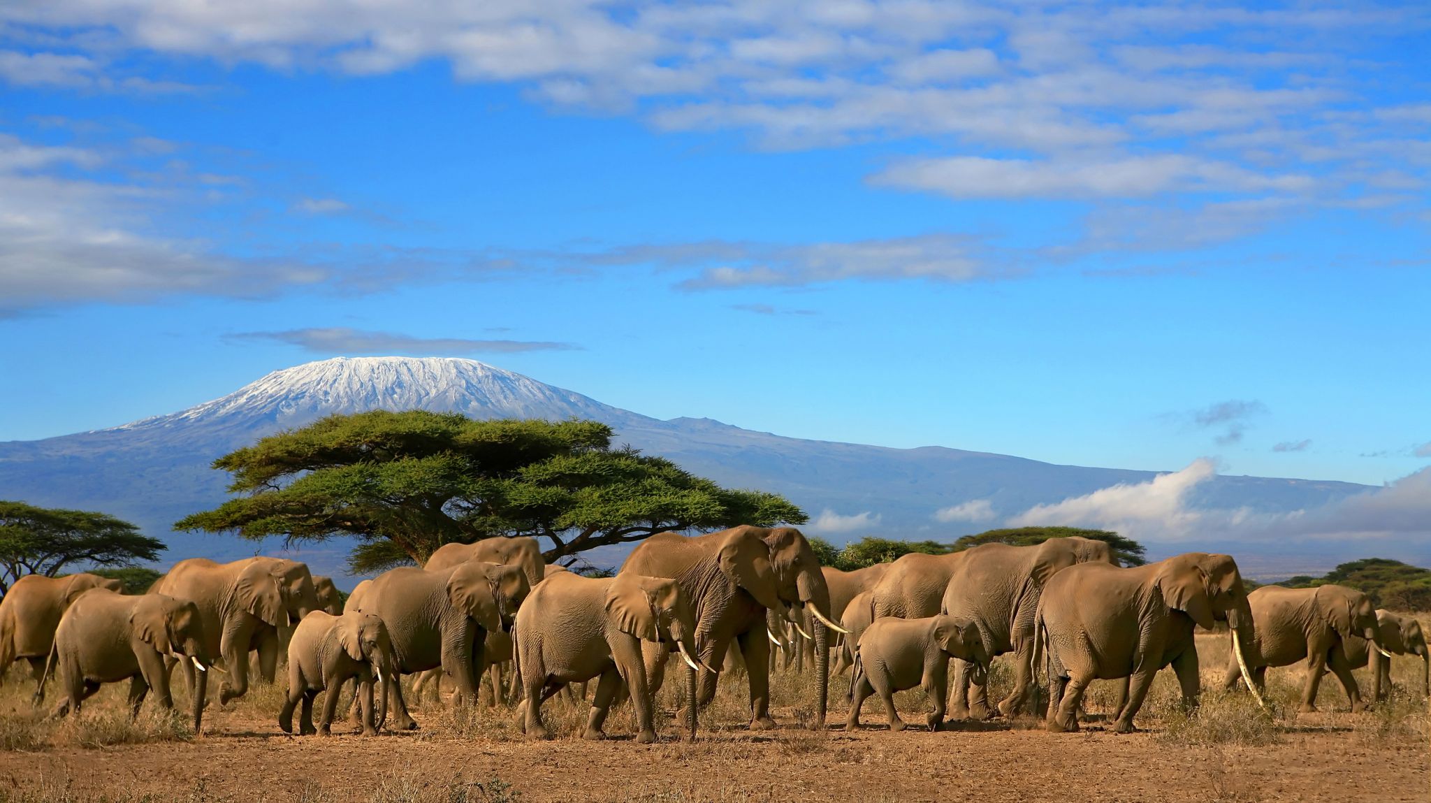 troupeau d’éléphants et vue du Kilimandjaro en arrière-plan (Tanzanie)