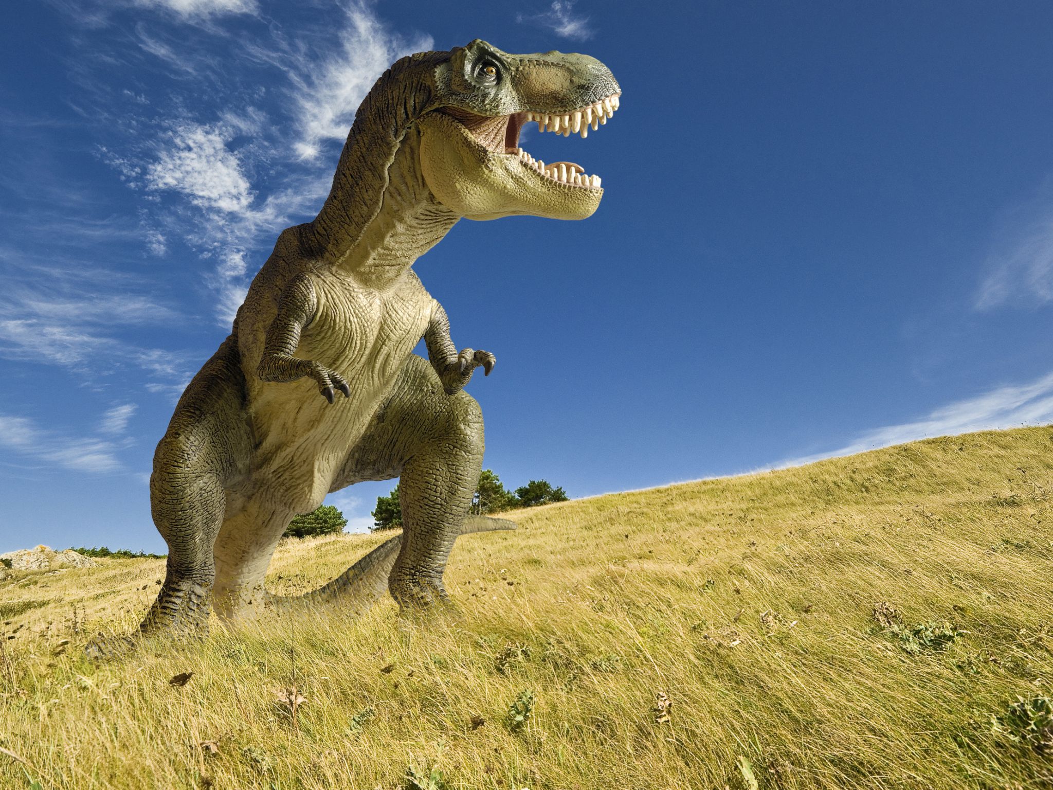 le tyrannosaure, redoutable prédateur de la fin du crétacé, il y a 70 millions d’années