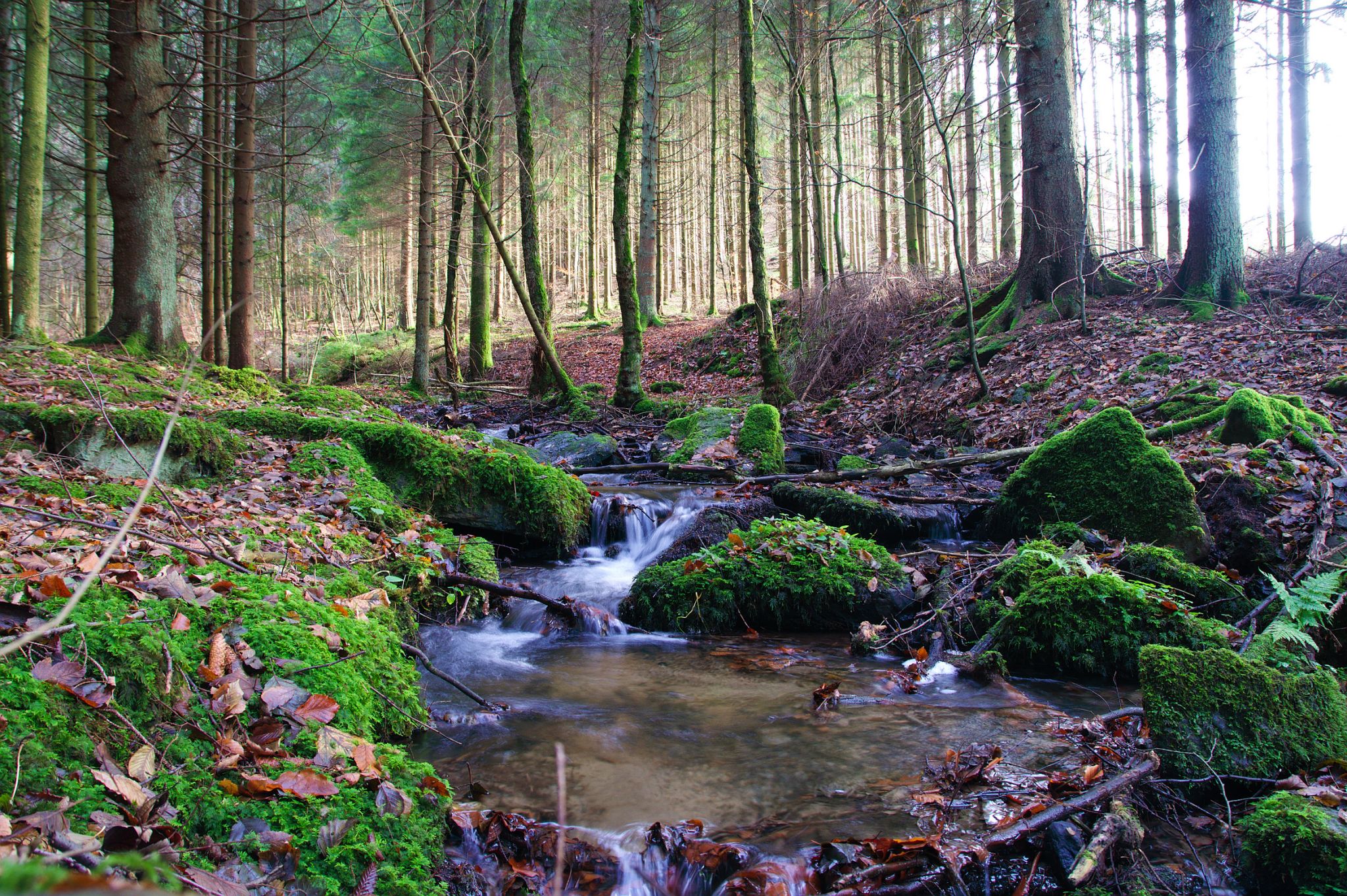paysage forestier de l’Ardenne, Belgique