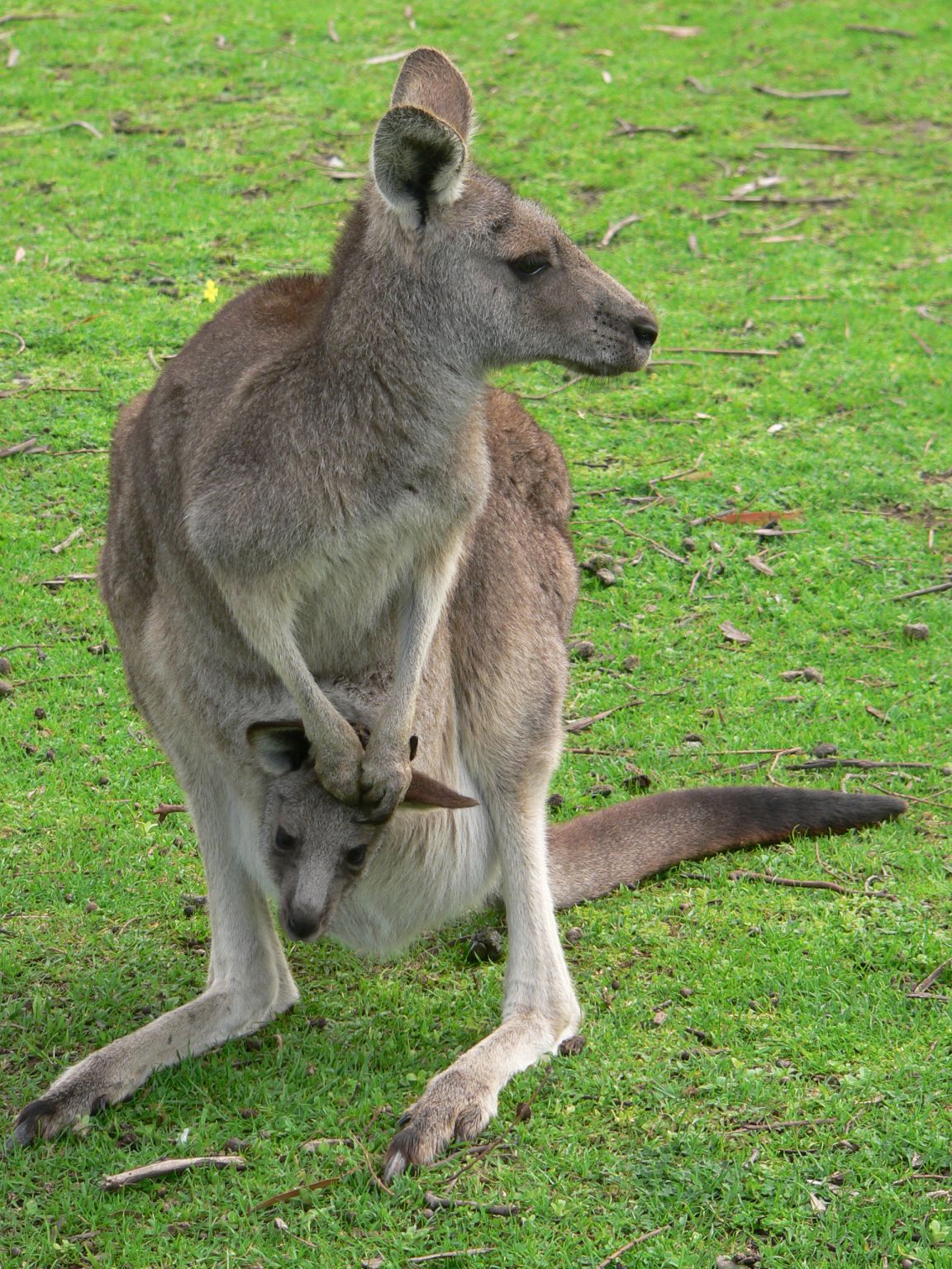 un marsupial (kangourou)