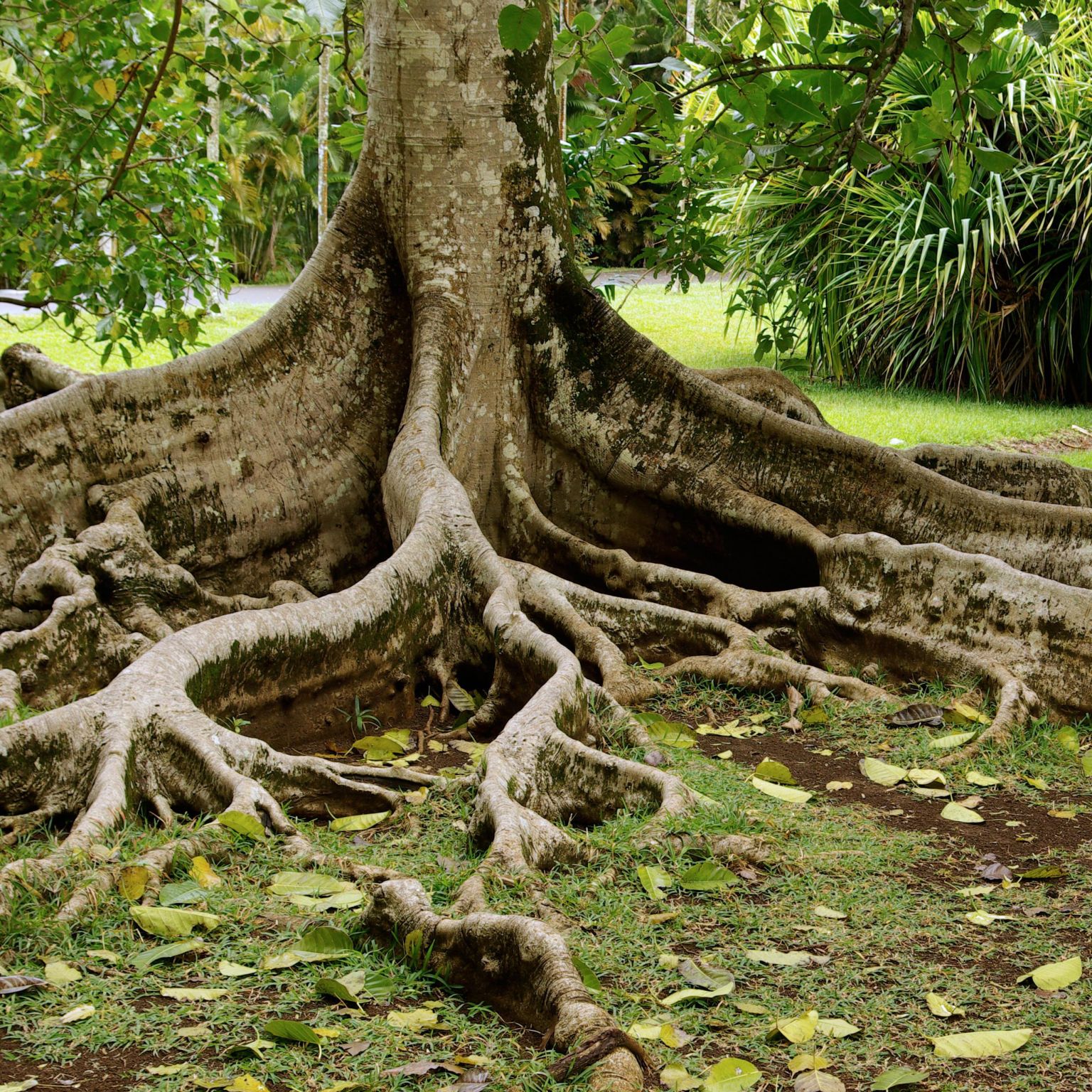les racines d’un arbre tropical