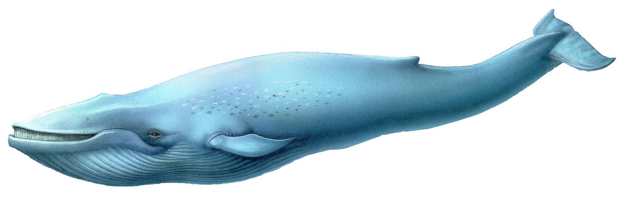 un rorqual