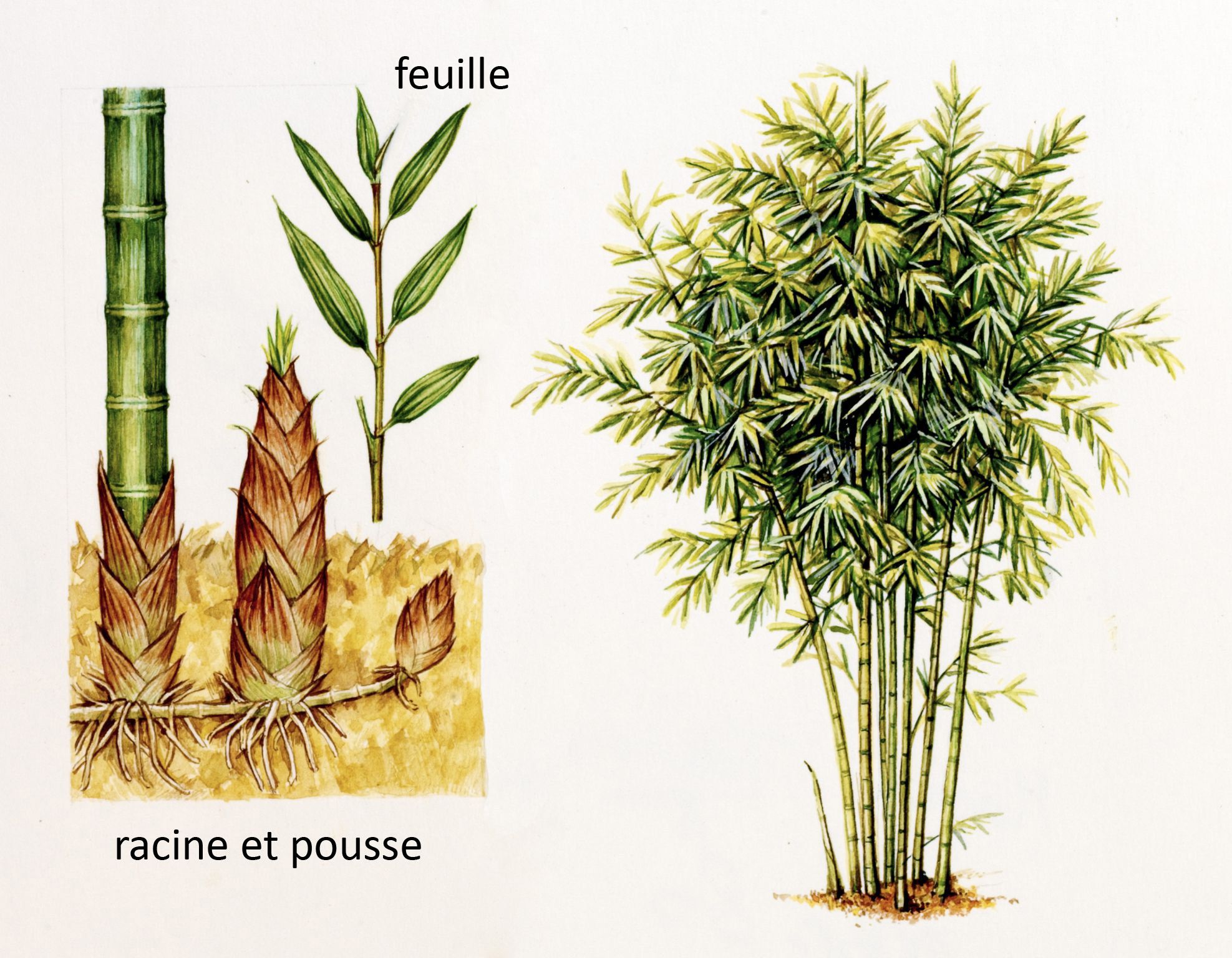 des bambous