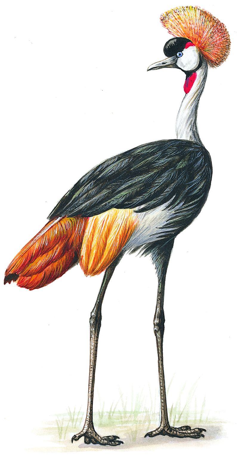 une grue couronnée