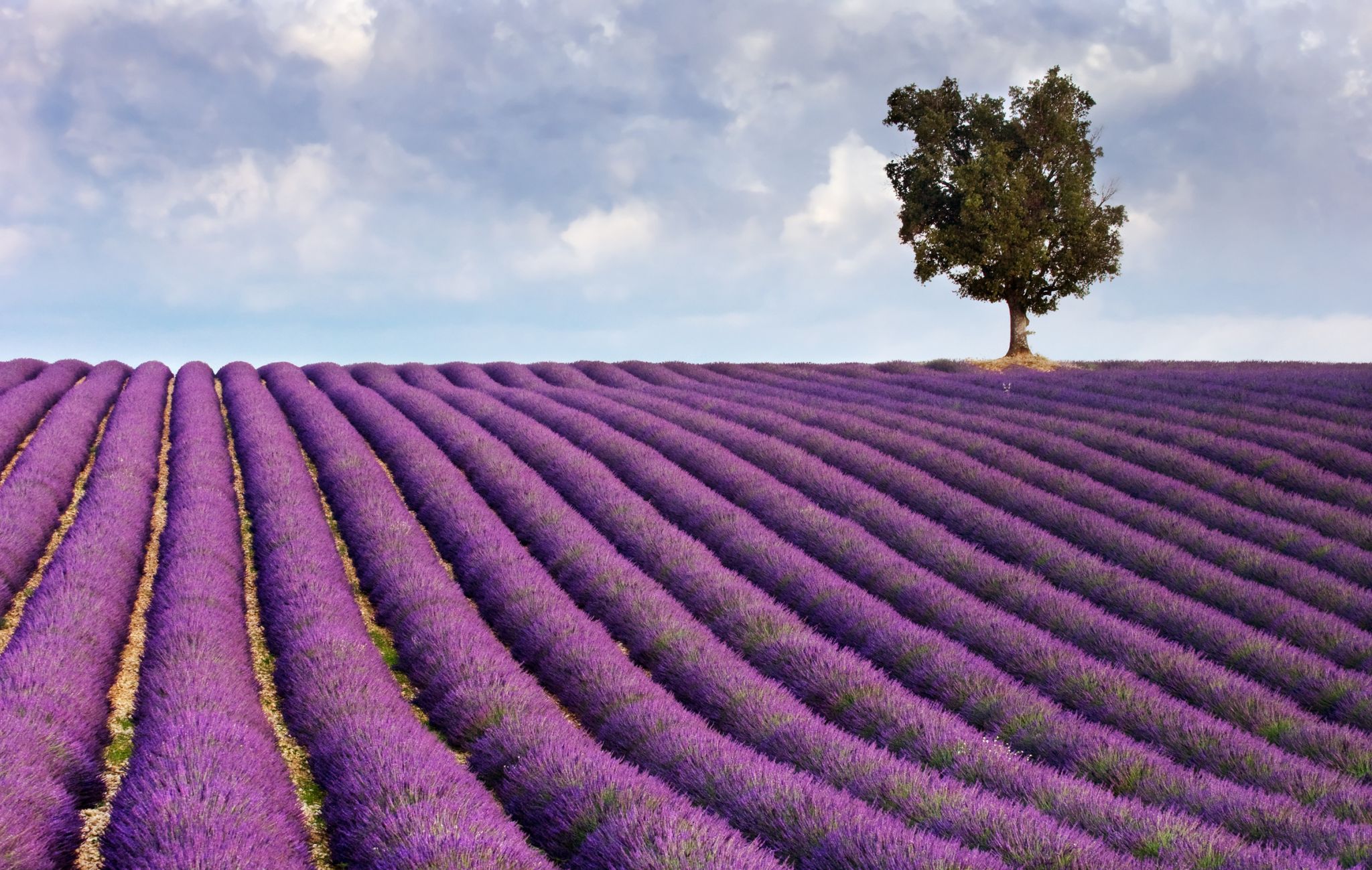un champ de lavande