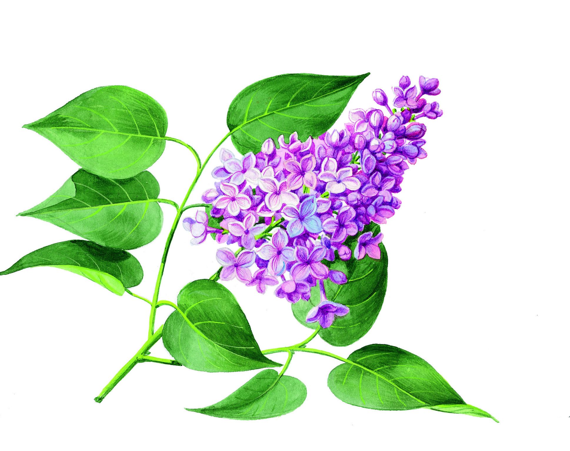 du lilas