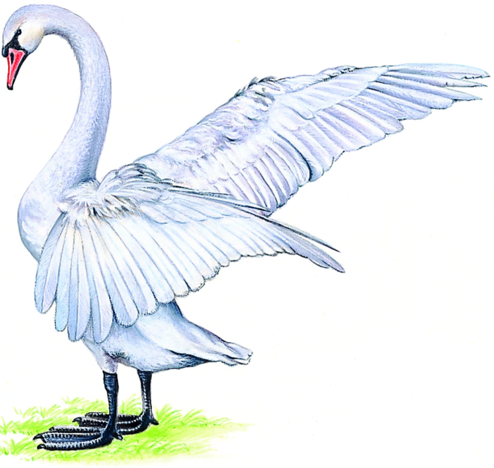 un cygne