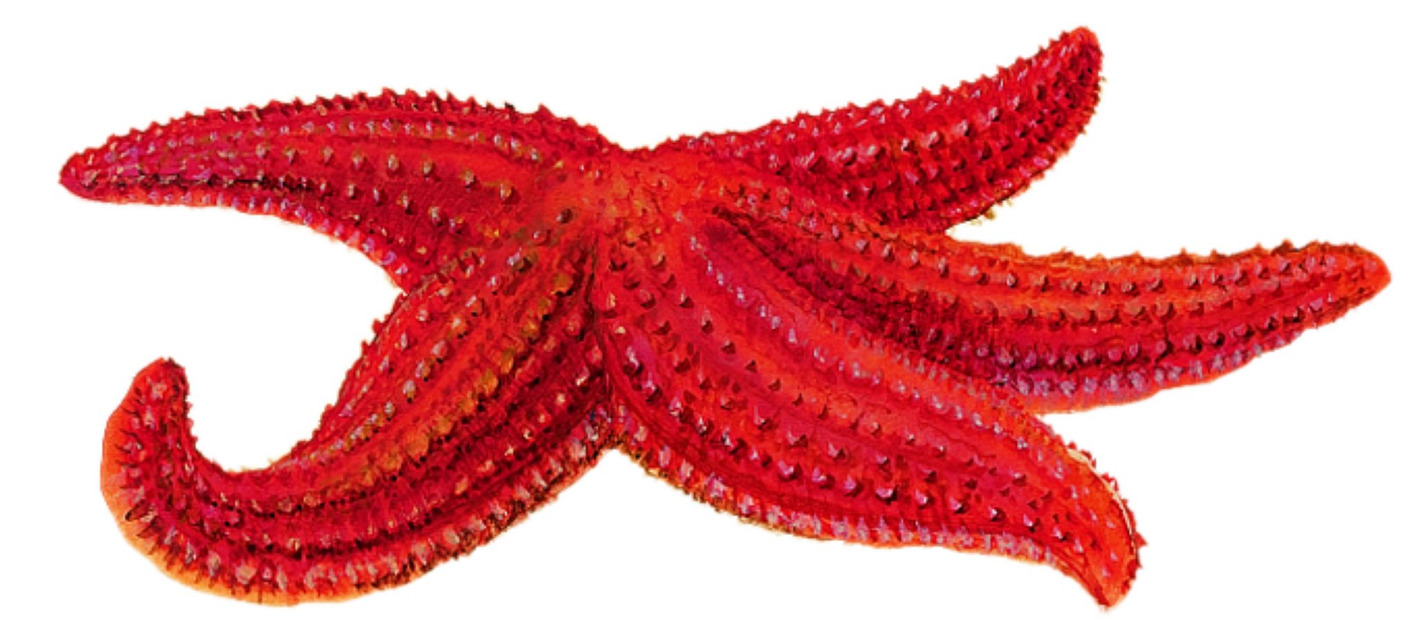 une étoile de mer
