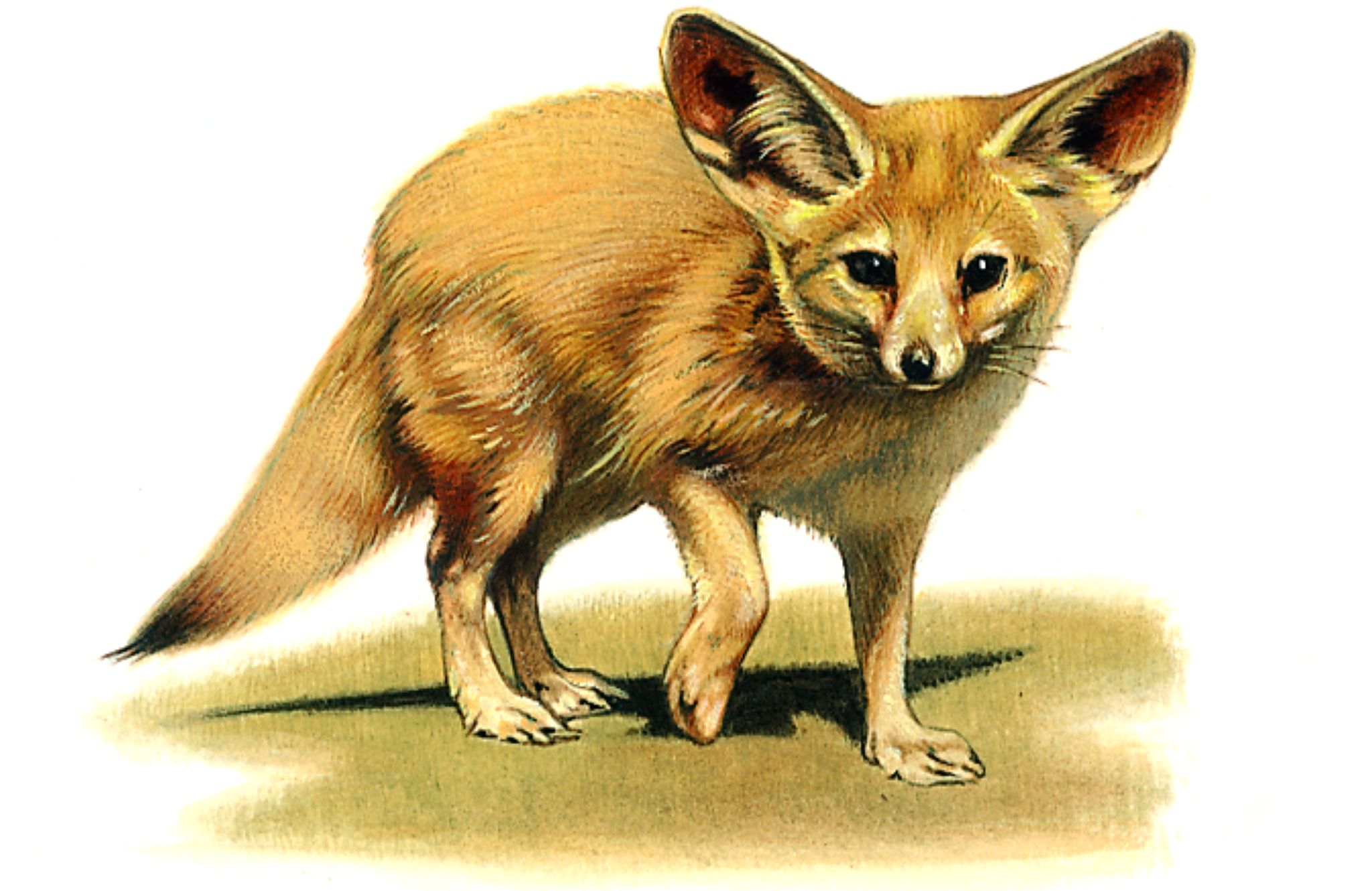un fennec