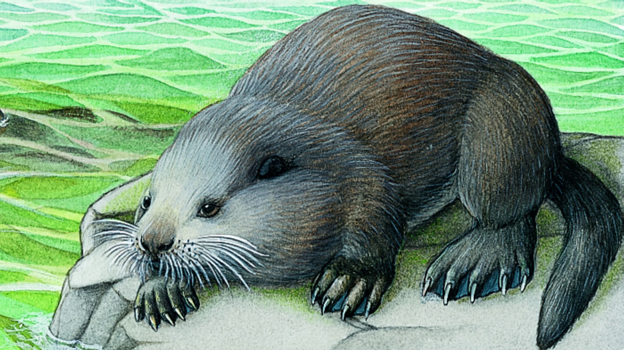une loutre