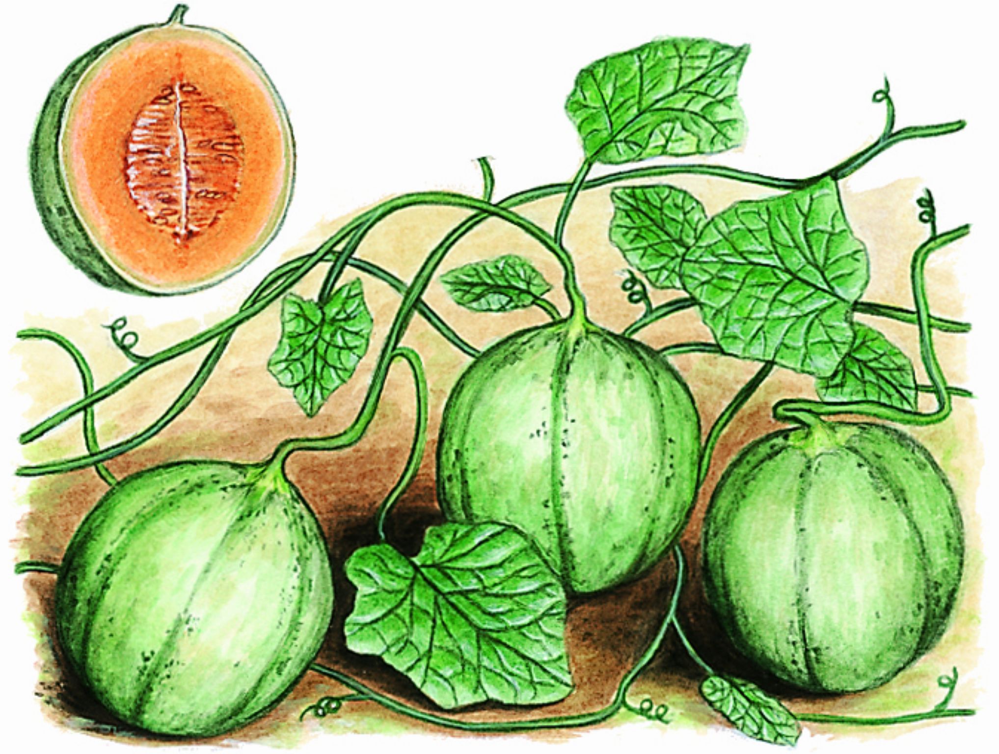 des melons