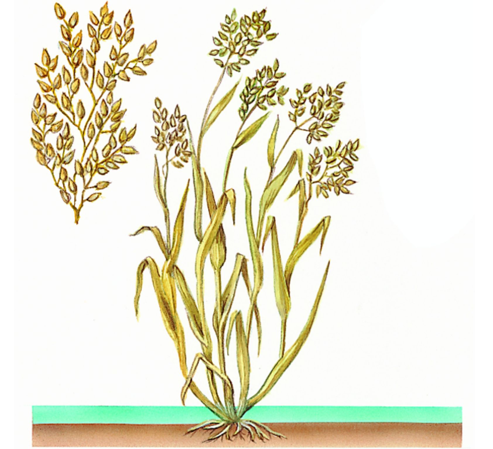 un plant de riz