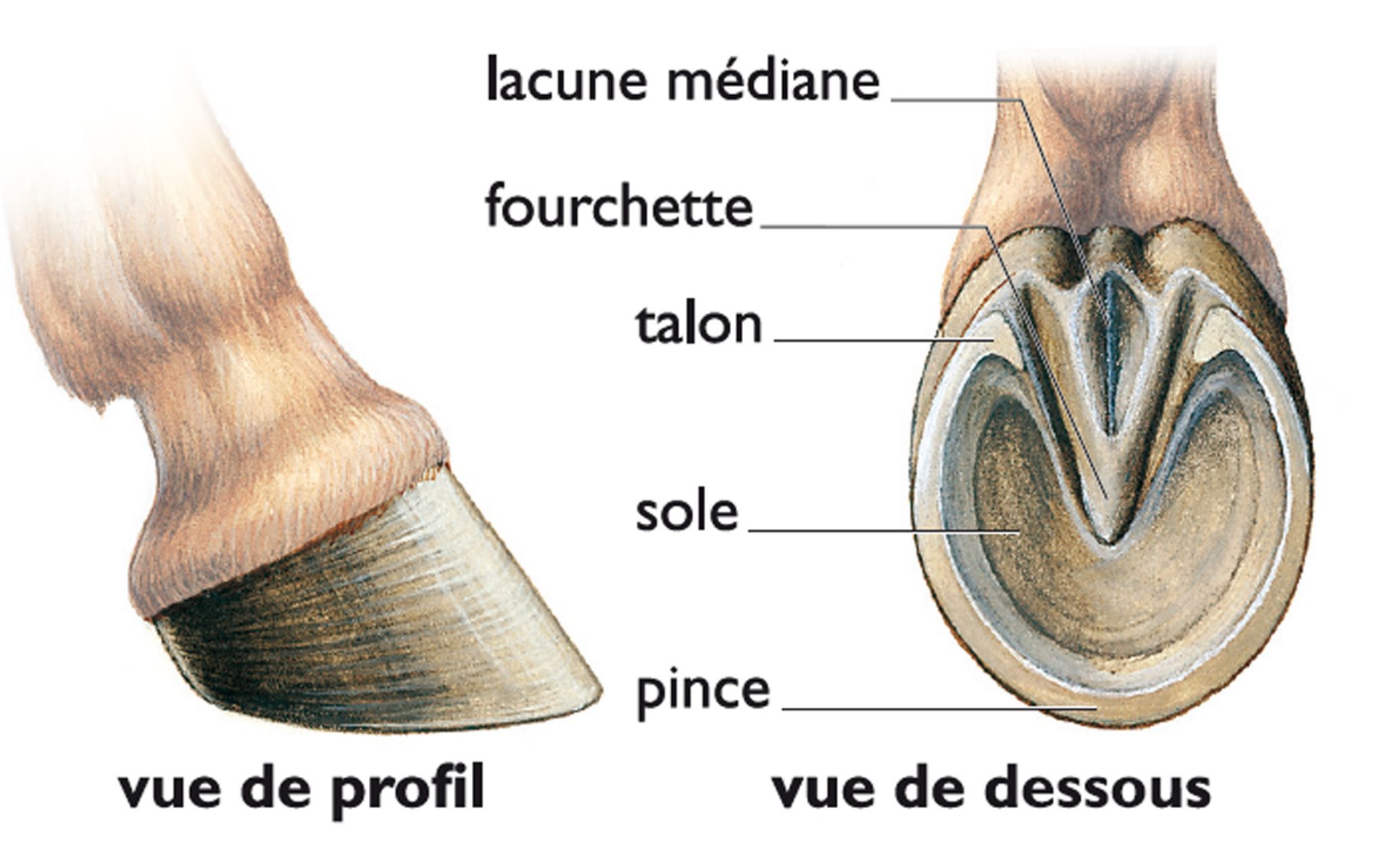 un sabot de cheval