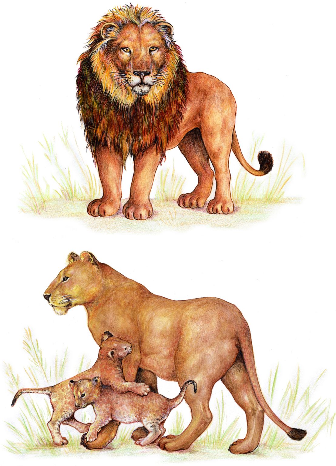 un lion (en haut), une lionne et ses lionceaux (en bas)