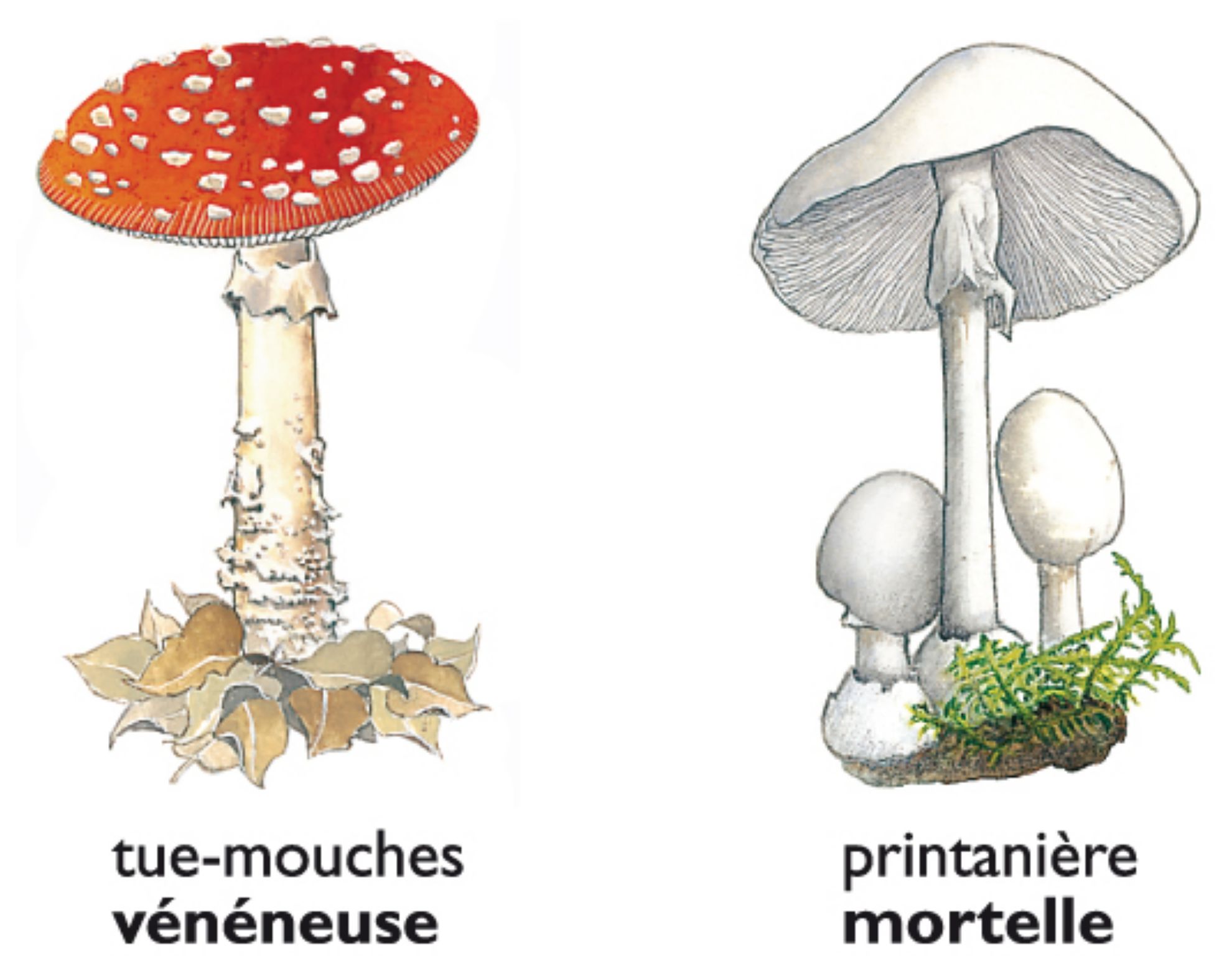 des amanites