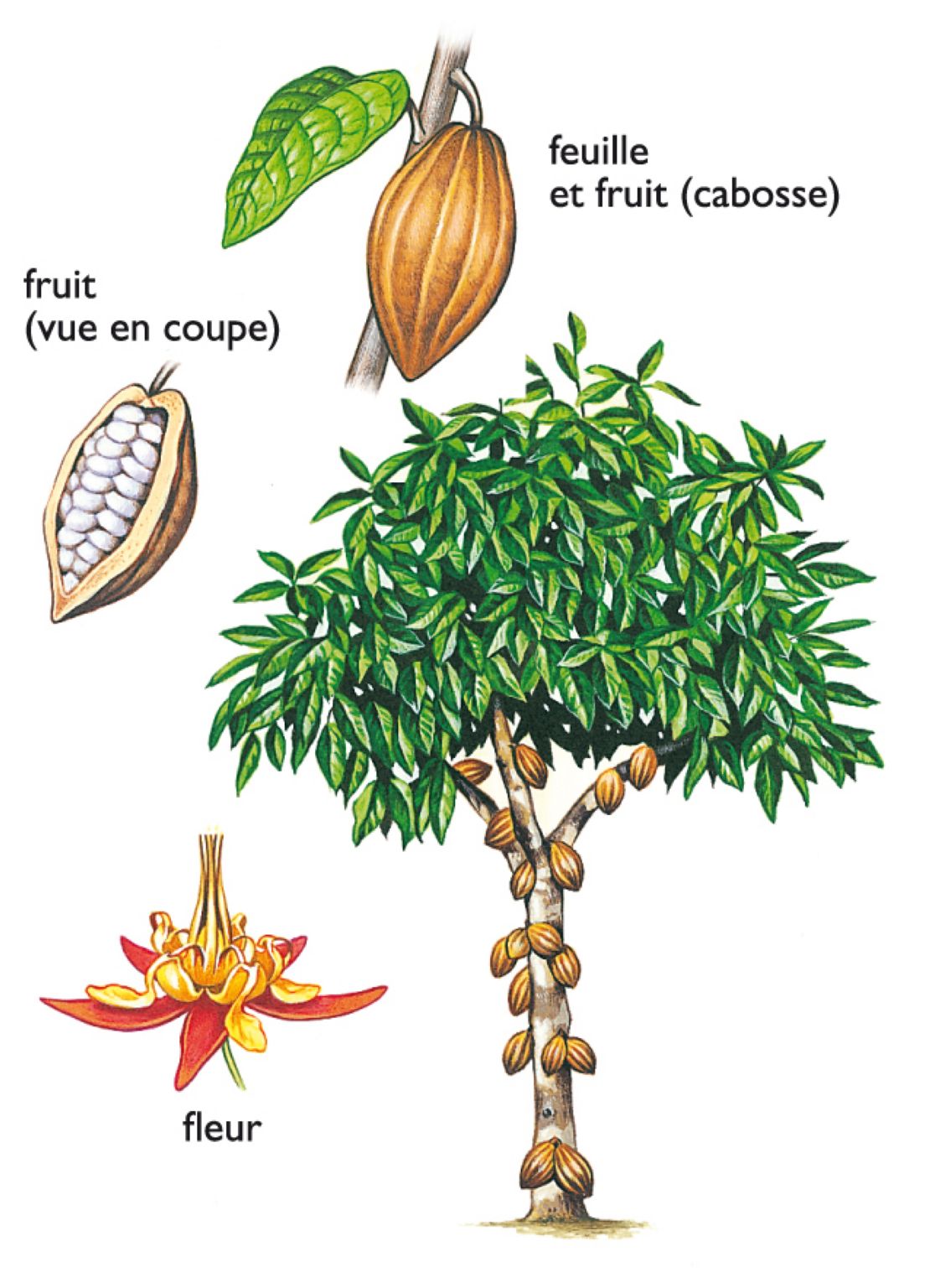 le cacaoyer