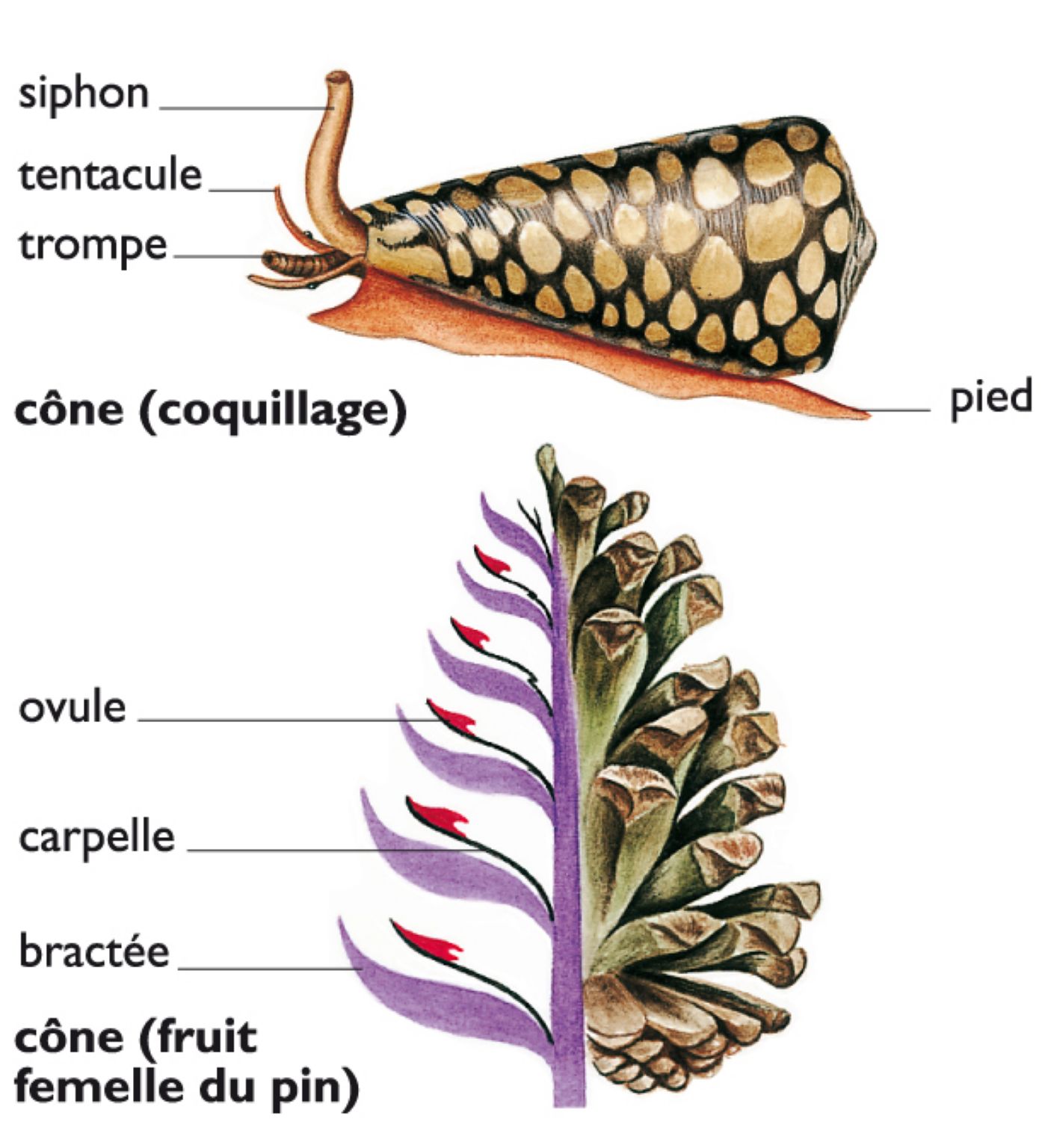 des cônes biologiques (animal et végétal)