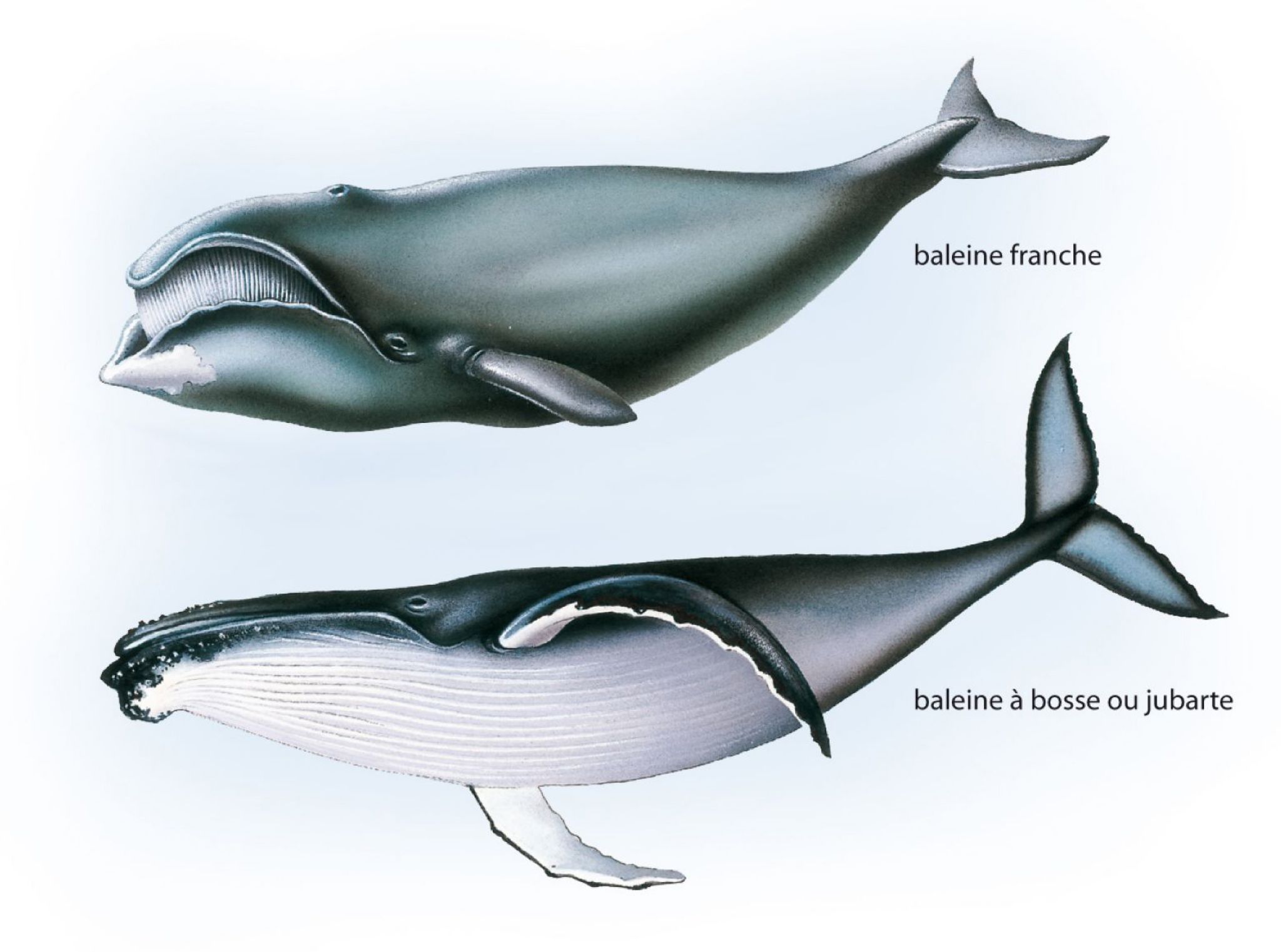 des baleines