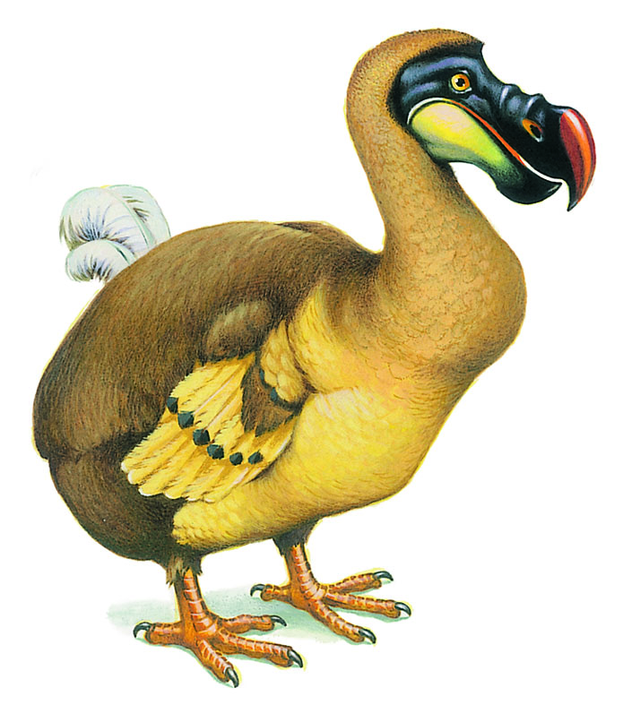 un dodo de l’île Maurice
