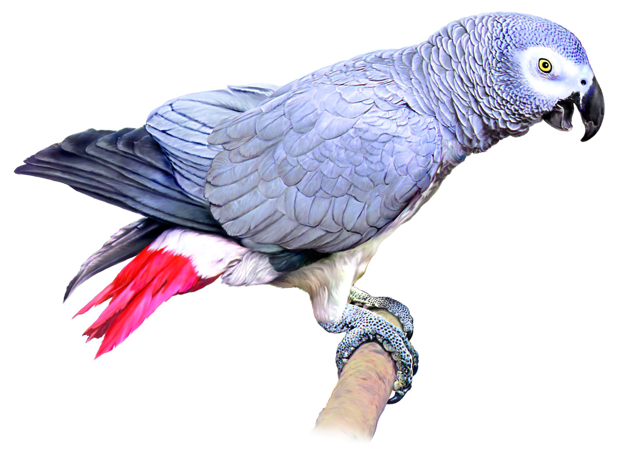 un perroquet gris du Gabon ou jaco