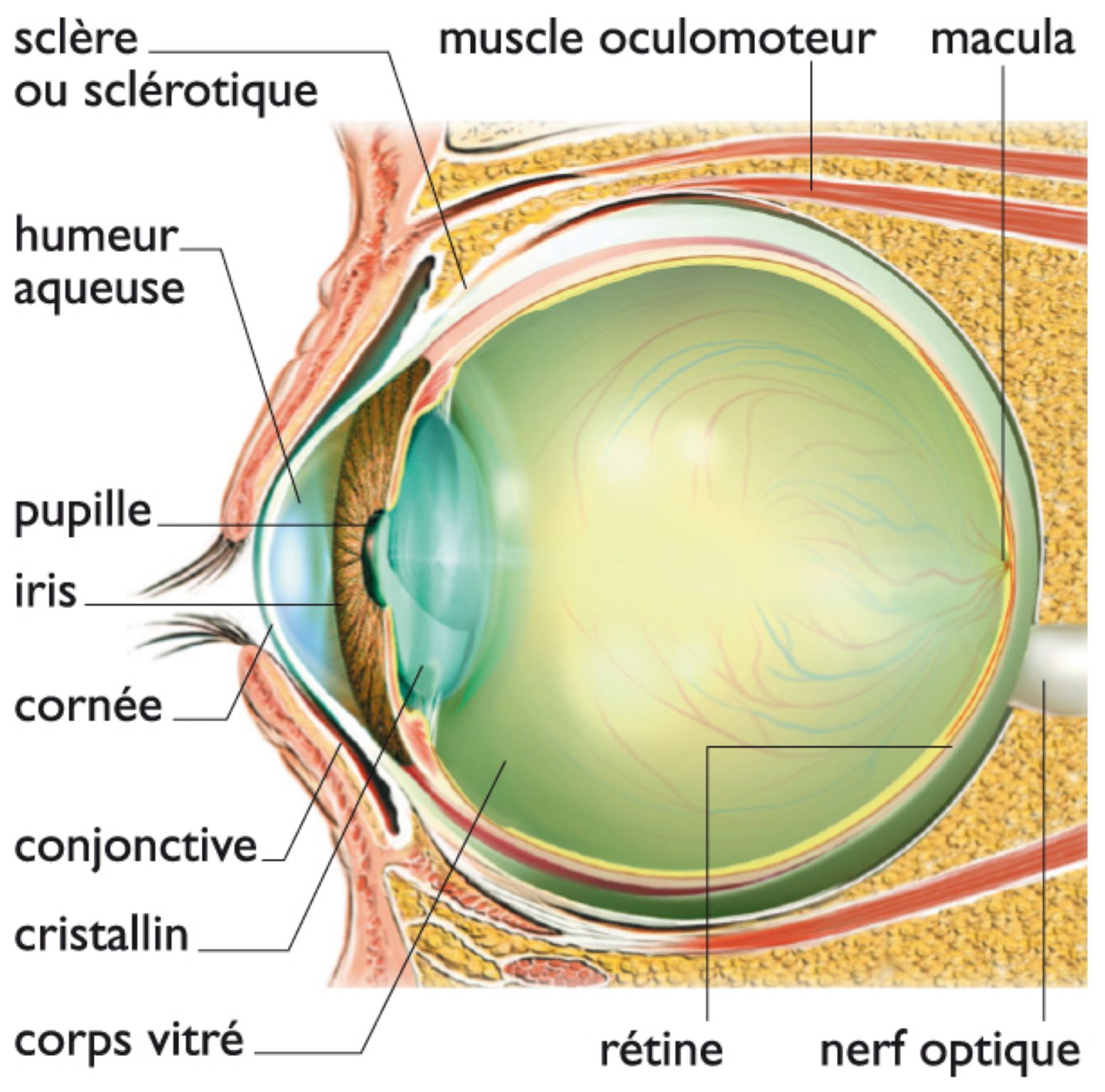 l’œil en coupe de profil