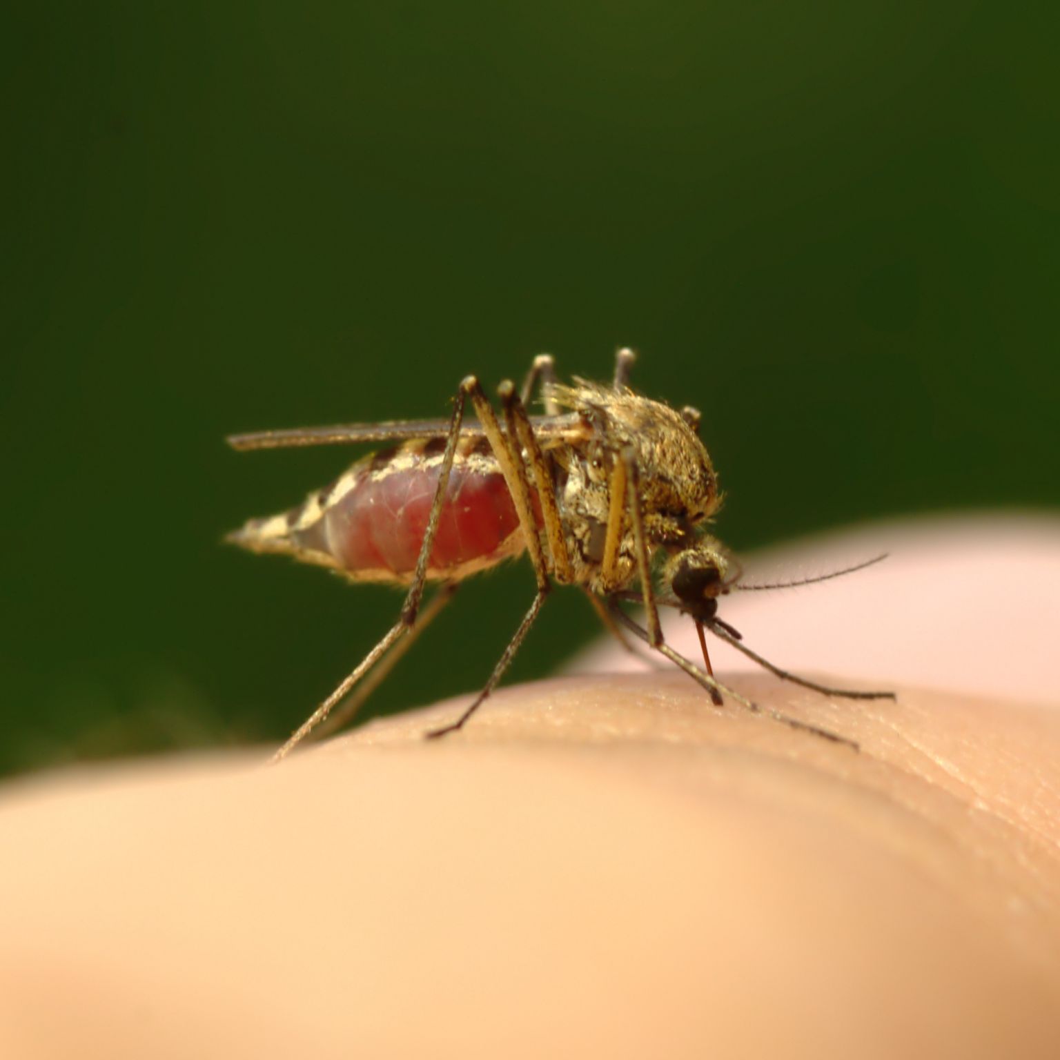 en se nourrissant de sang, le moustique anophèle peut transmettre le paludisme