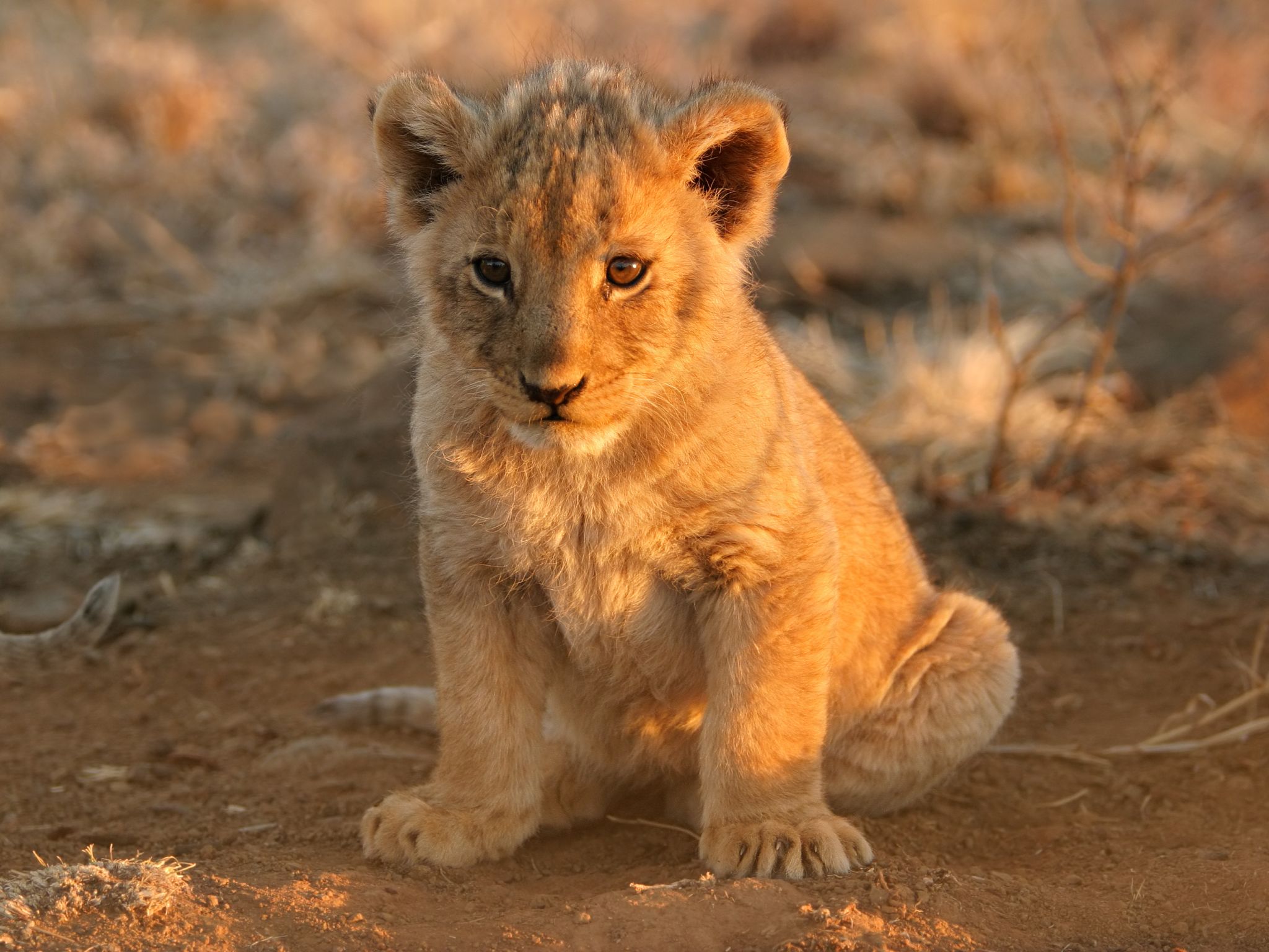 un lionceau