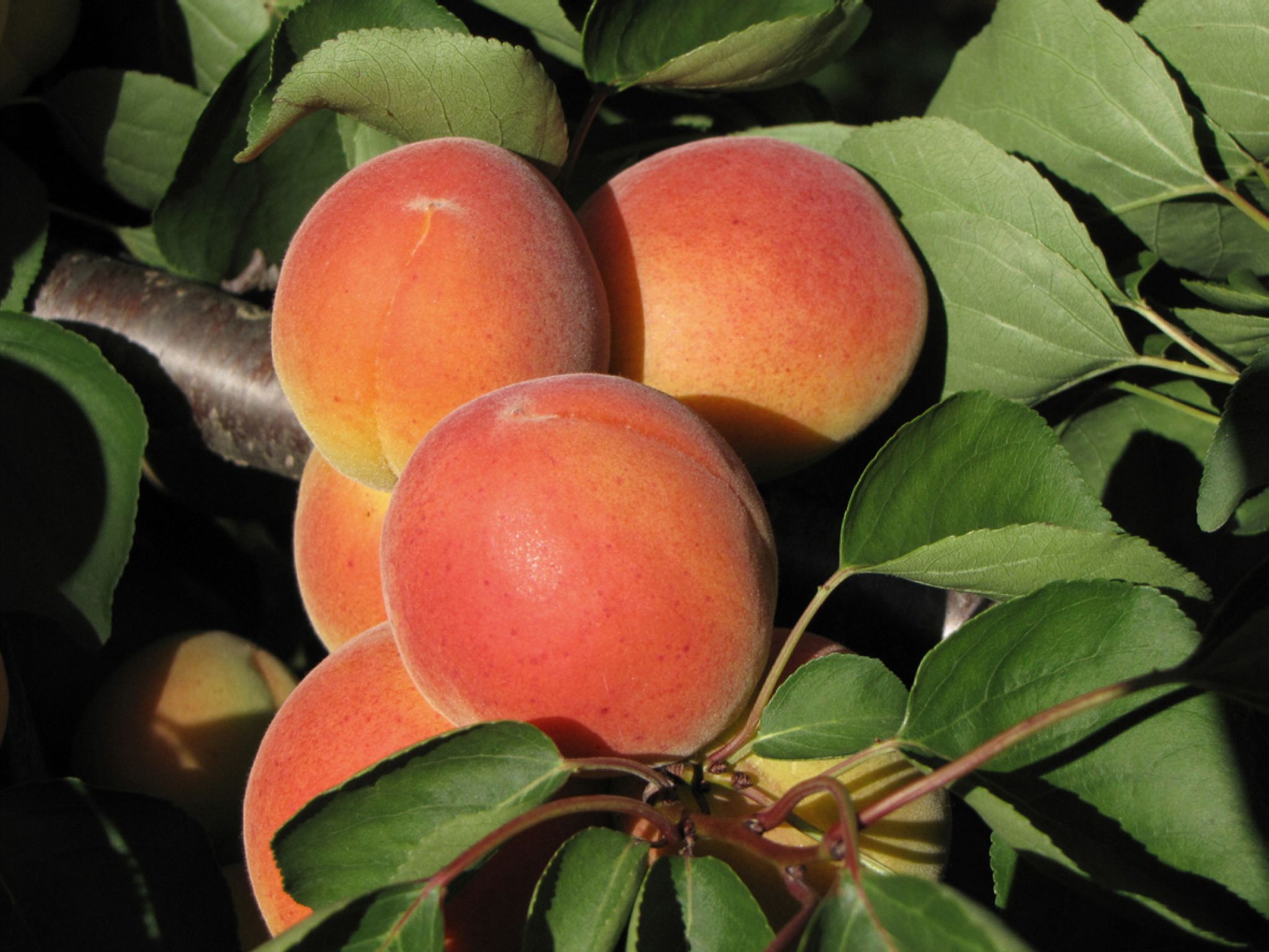 des abricots