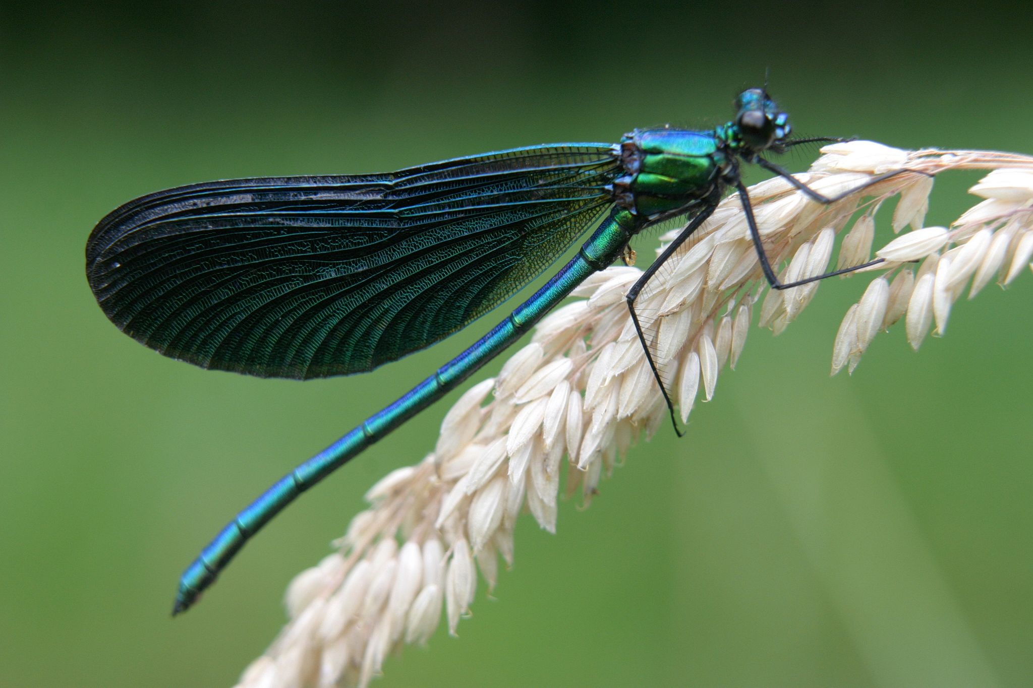 une demoiselle