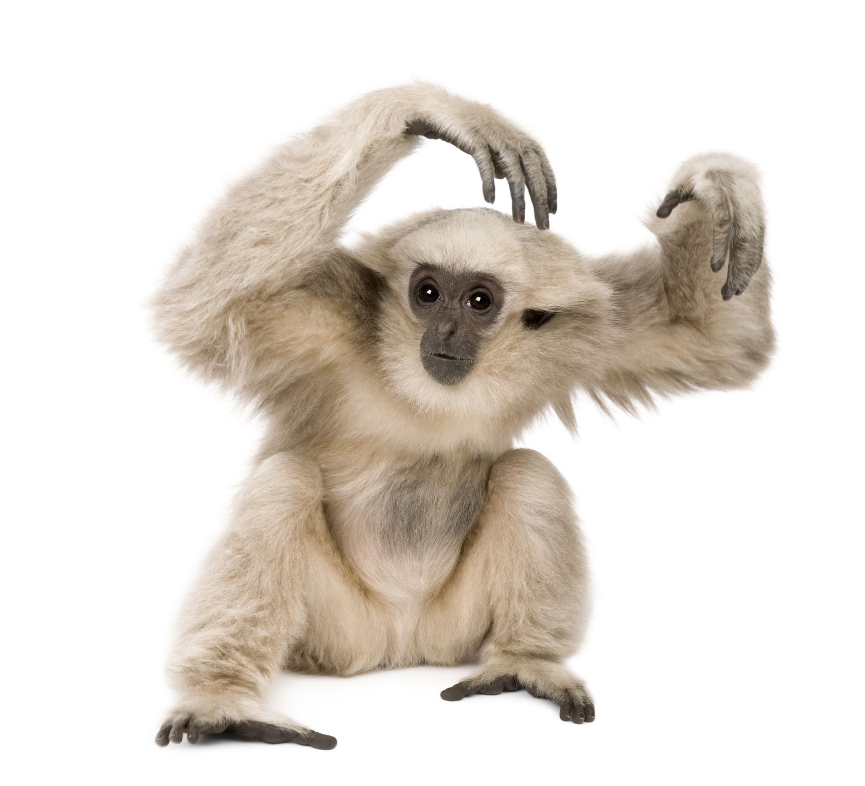 un gibbon