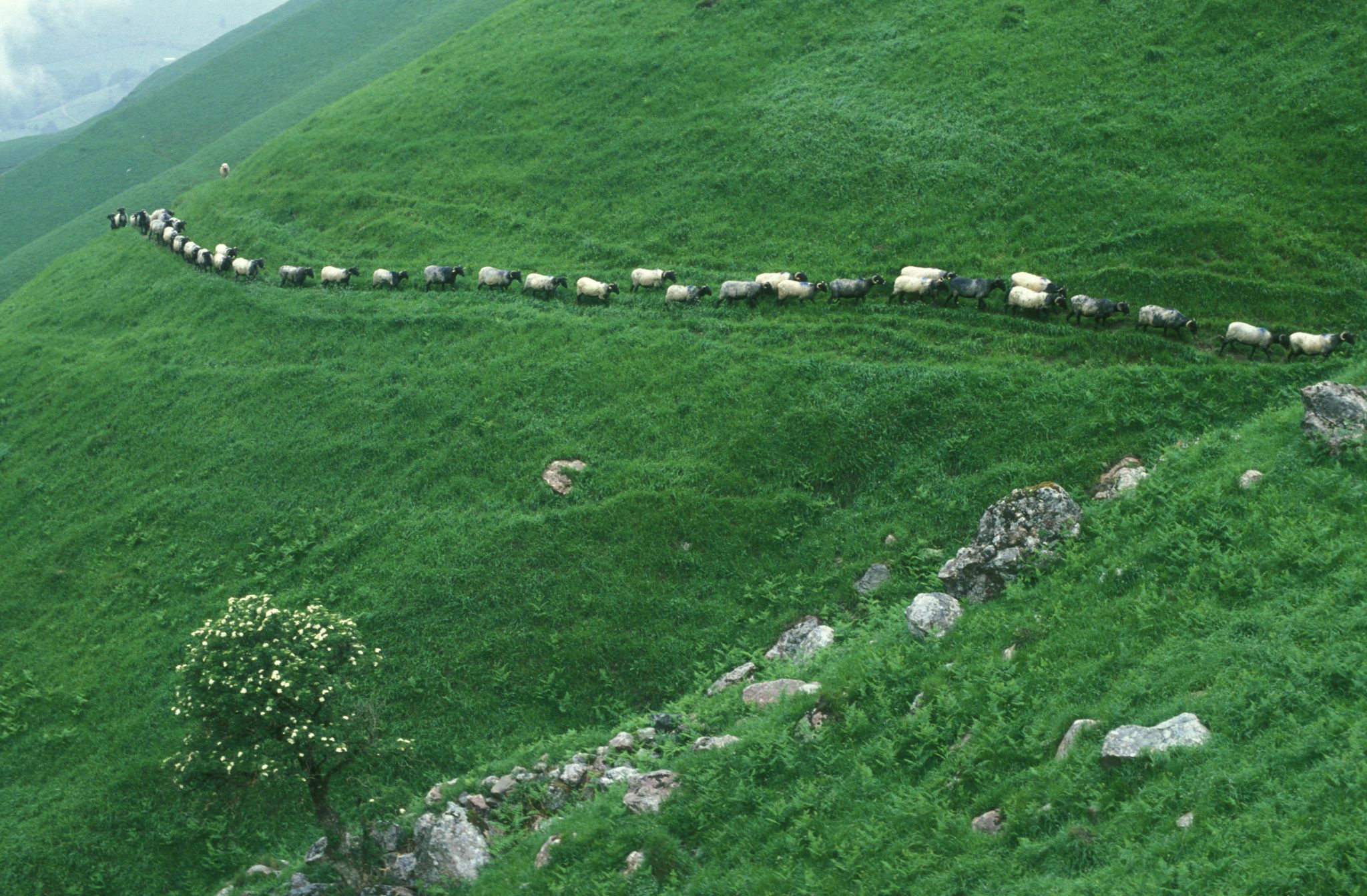 la transhumance des moutons (Pays basque)