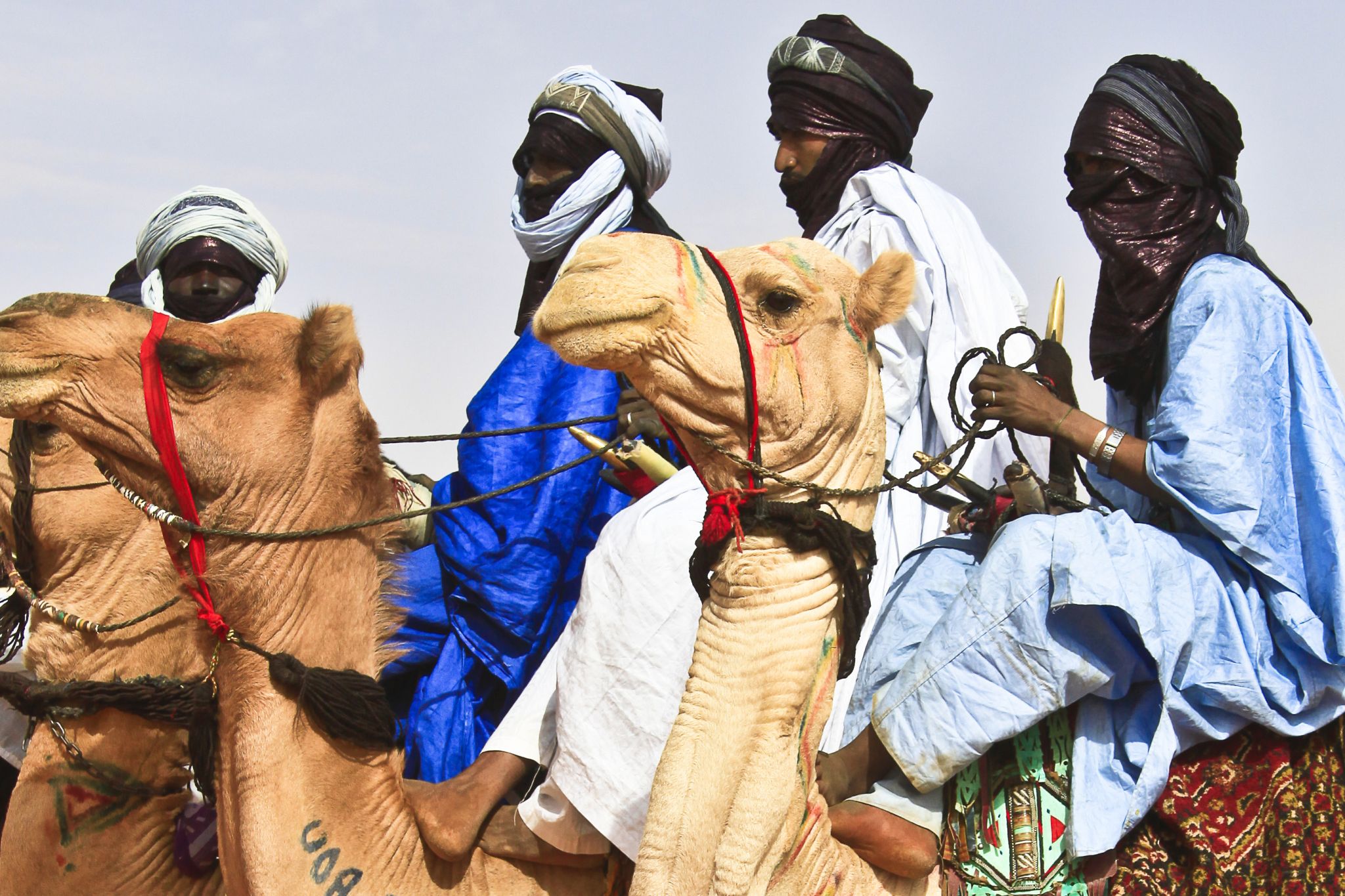 des Touareg sur des dromadaires