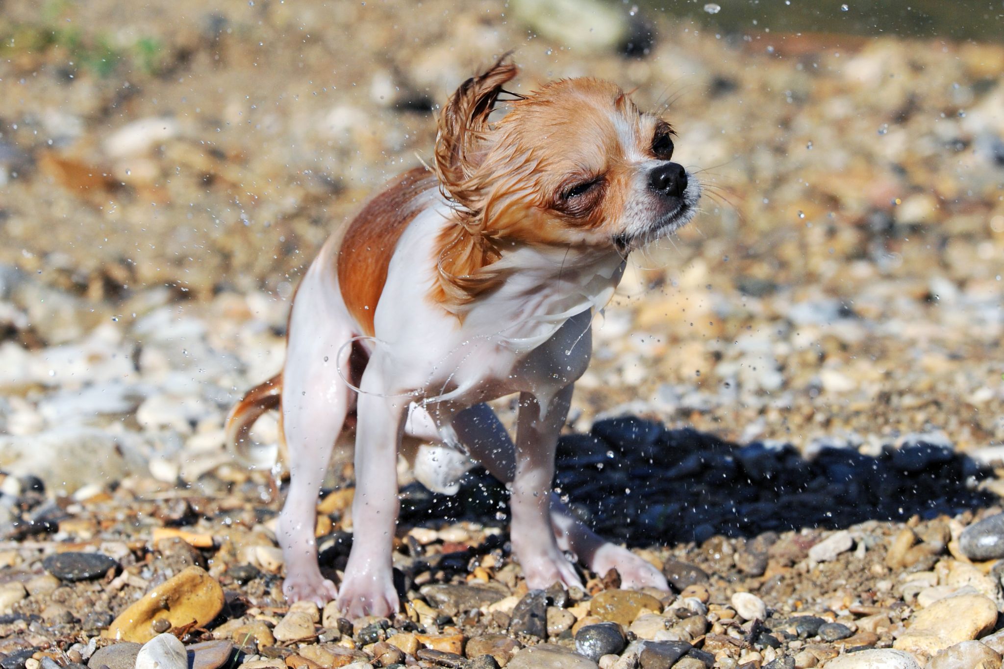 Un chien minuscule qui s’ébroue.
