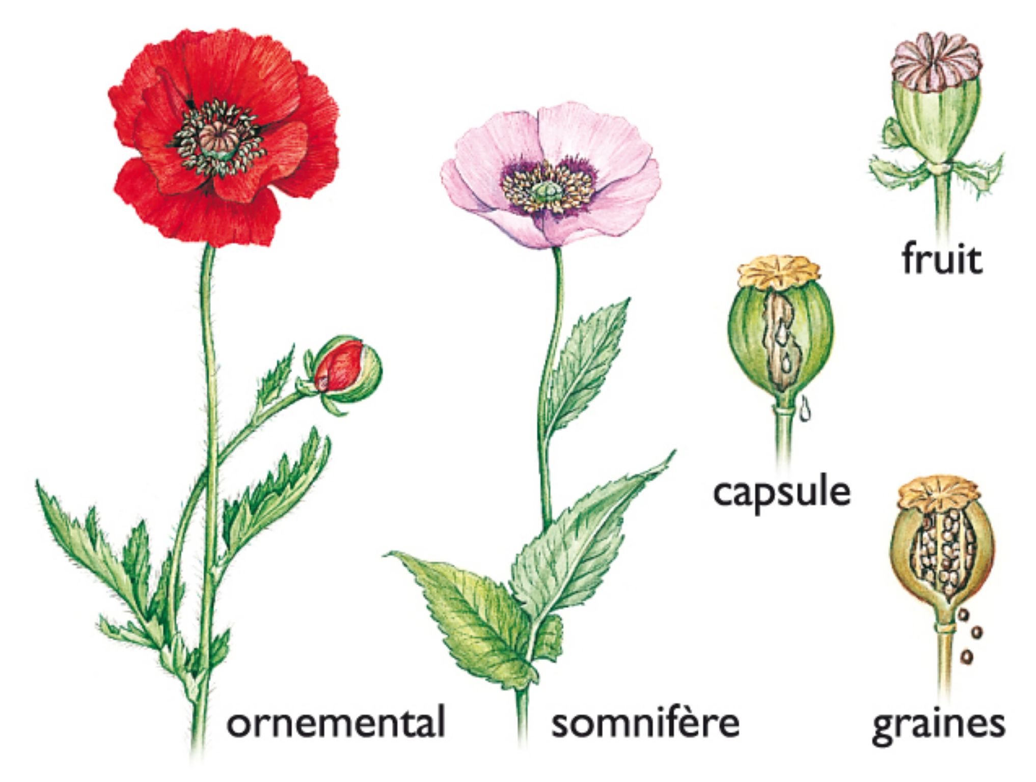 des pavots